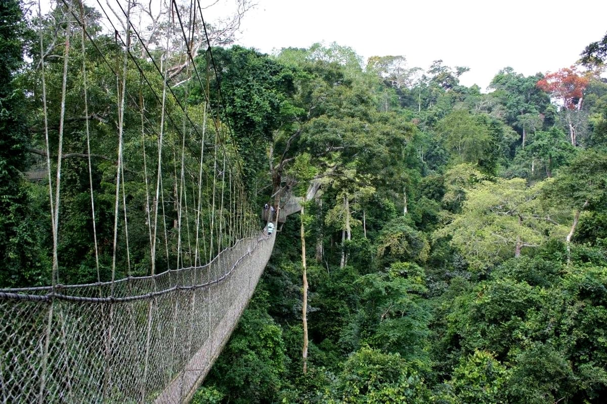 The canopy walkway above the rainforest in Kakum National Park